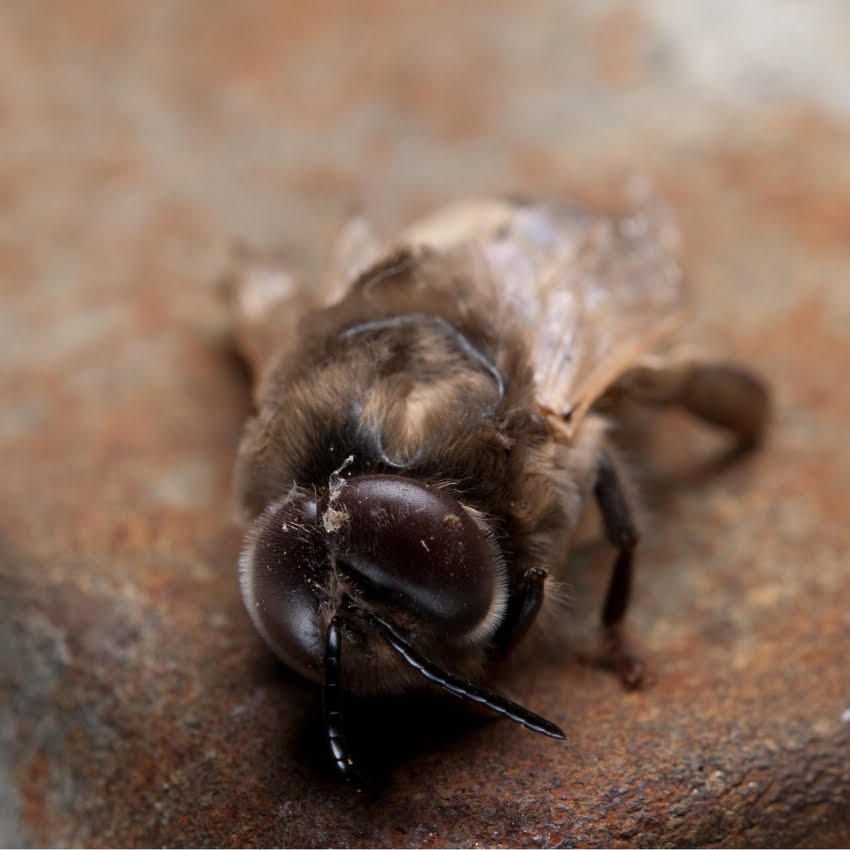 drone bee photo drone bee photo
