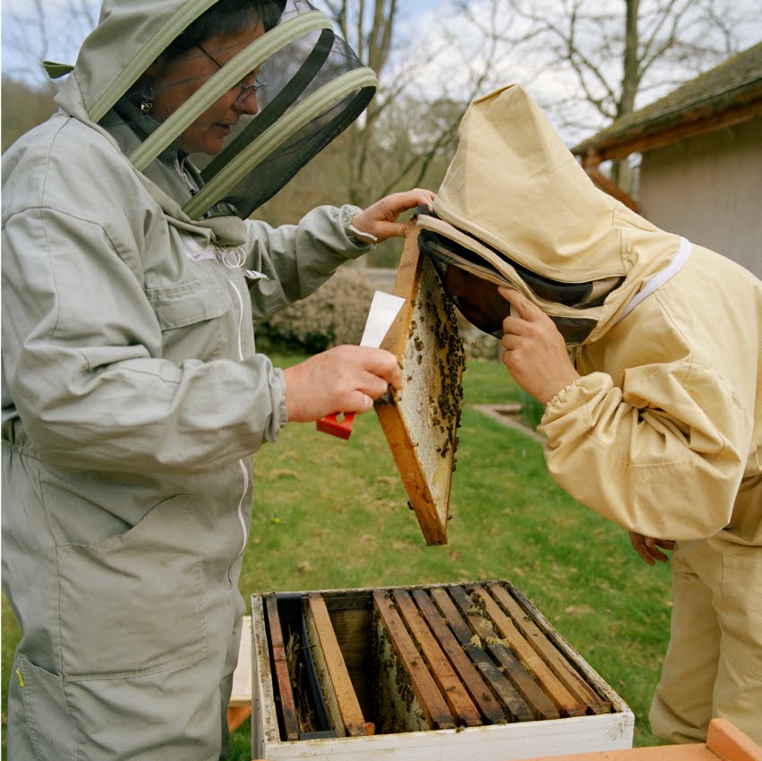 /louis rd: Buckfast Abbey Bees