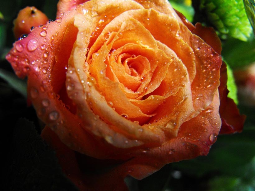 Entertaintment Photos Collection: rose wallpaper