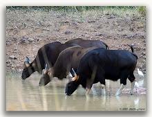 Bison at Jamunzora Waterhole...!