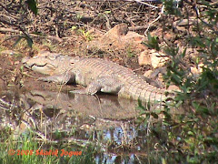 The Crocodile