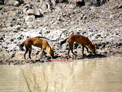 Wild-Dogs