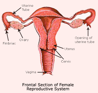 Morena tetona nos muestra un Tutorial como rasurar la vagina&period Morena tetona nos muestra un Tutorial como rasurar la vagina&period