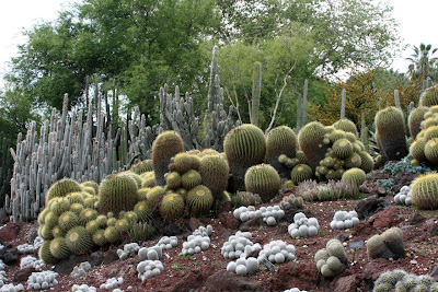 Huntington Desert Garden cacti