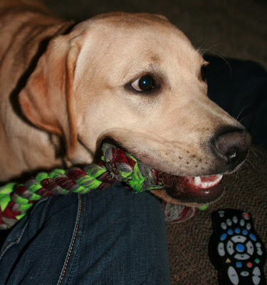 Rope bone pup