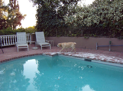 Sniffing around the pool