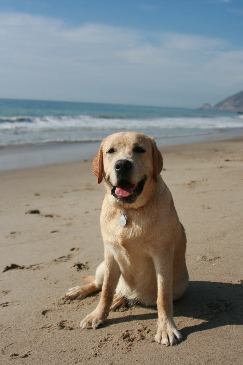 Are labrador retrivers all gay Tamarama gay