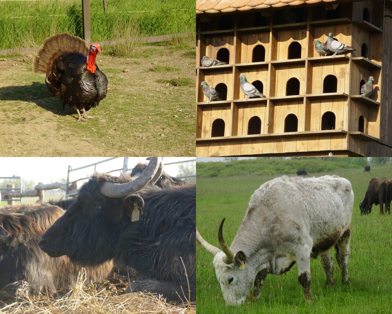 Mobi's blog KörösMaros National Park /Nationalpark/Parc National