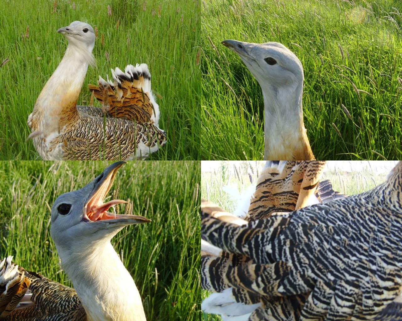 Mobi's blog KörösMaros National Park /Nationalpark/Parc National