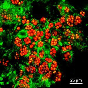 MuNdO vErDe ramas de la ecologia microbiana