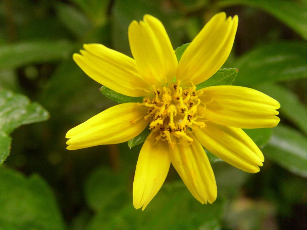 Azif Rayani Samarinda Bunga Matahari kecil 