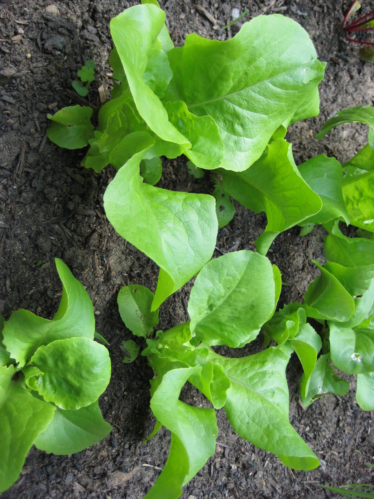 Nirmala's Cooking Corner Butterhead lettuce