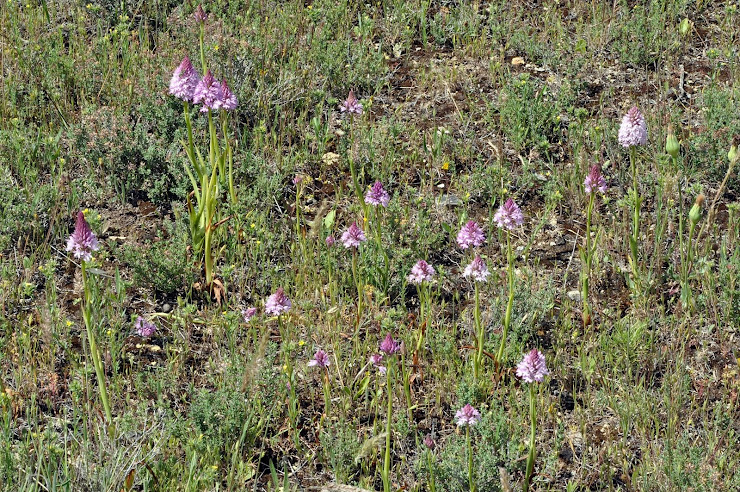 Anacamptis pyramidalis