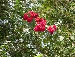 FLOWER GULAV
