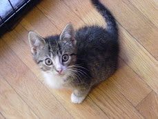 Our 1st Kitties, Artemus