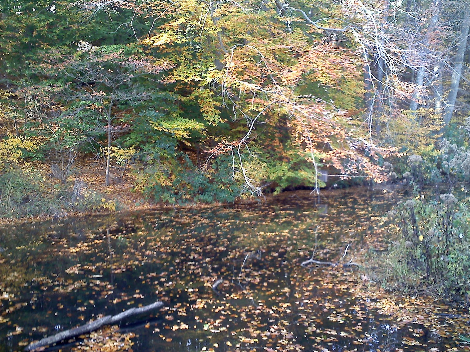 Homemade on Long Island Avalon Park and Preserve