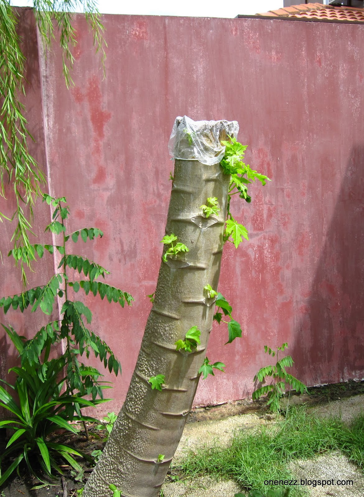 Onenezz How To Keep Papayas Within Reach