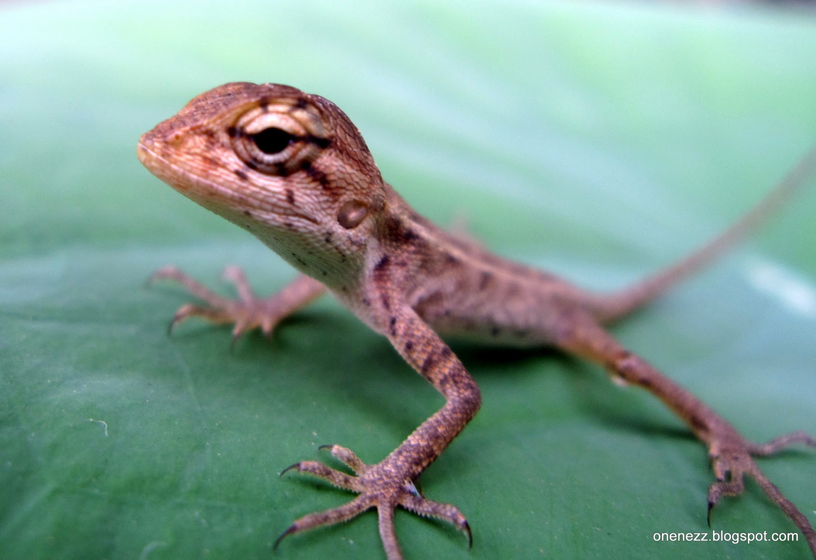Onenezz Lizard in the Garden