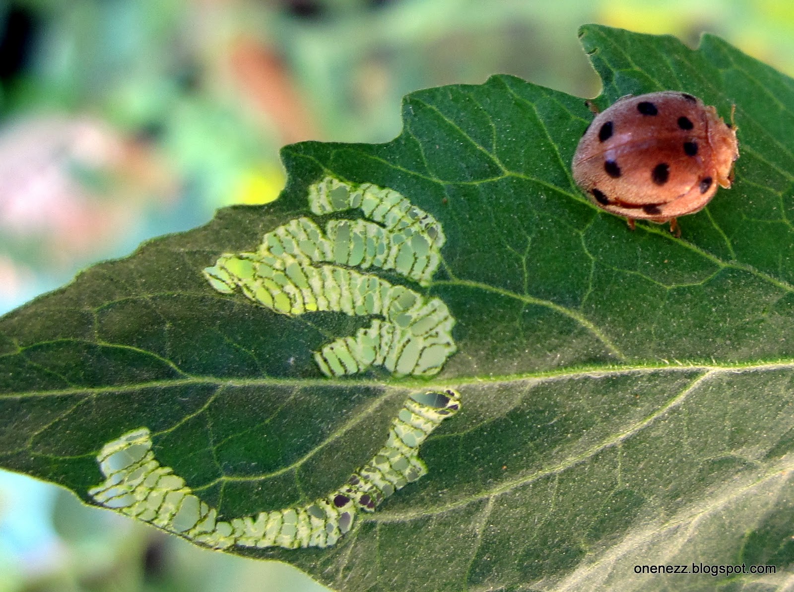 Onenezz: Life Cycle of Ladybugs