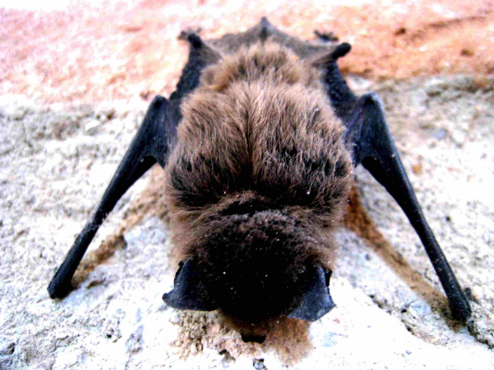 Antonia Eats Bats in the bell tower