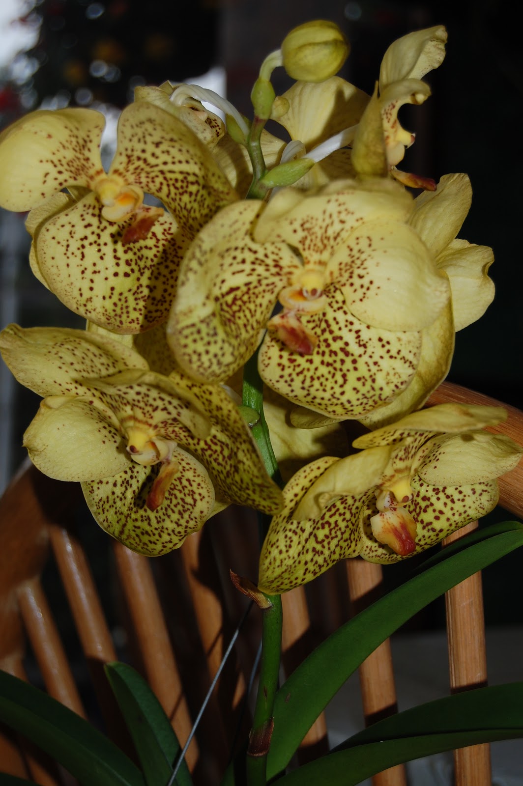 Paradis des fleurs: Album N°24 Vanda