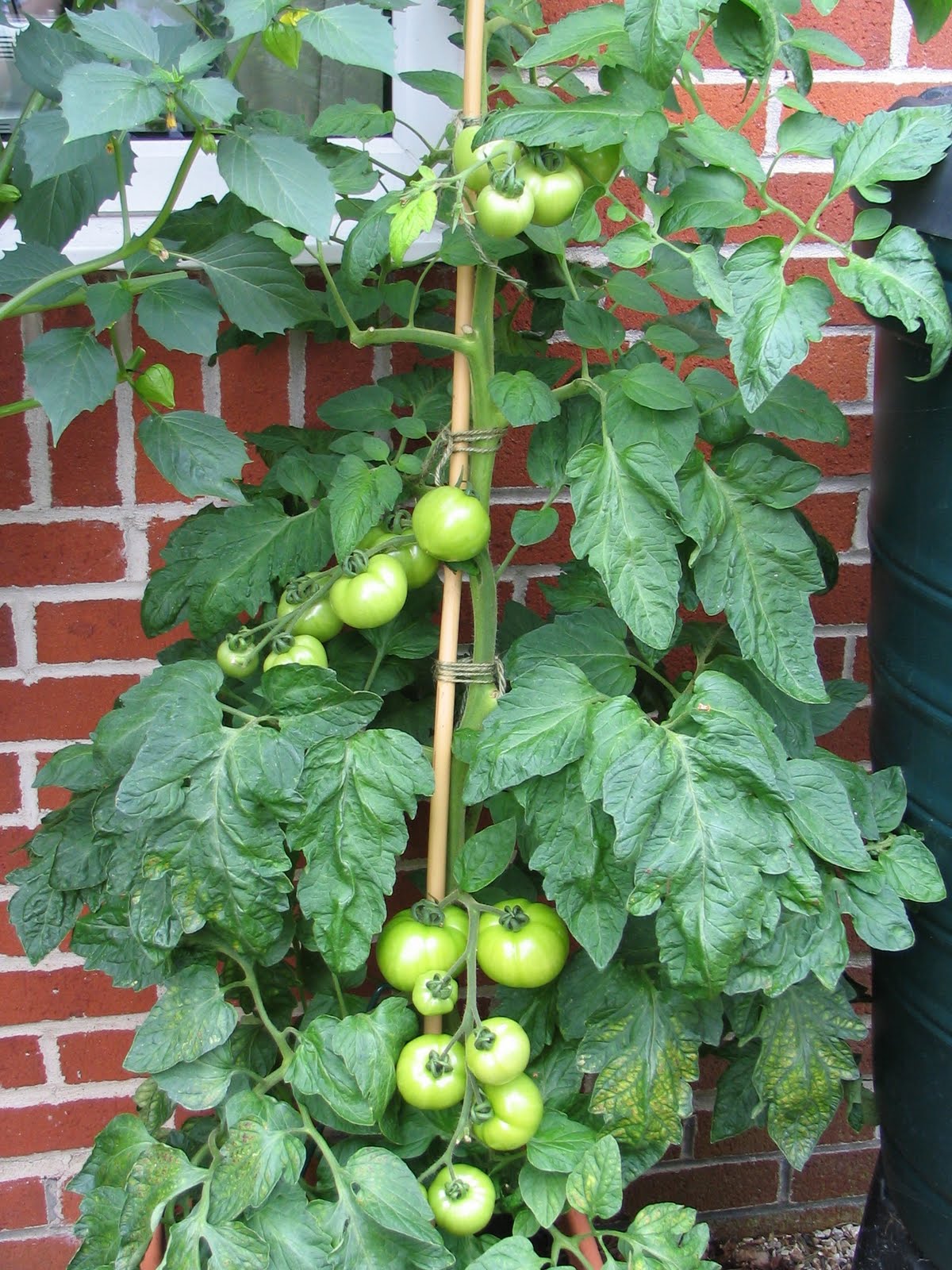 Mark's Veg Plot: Tomatoes
