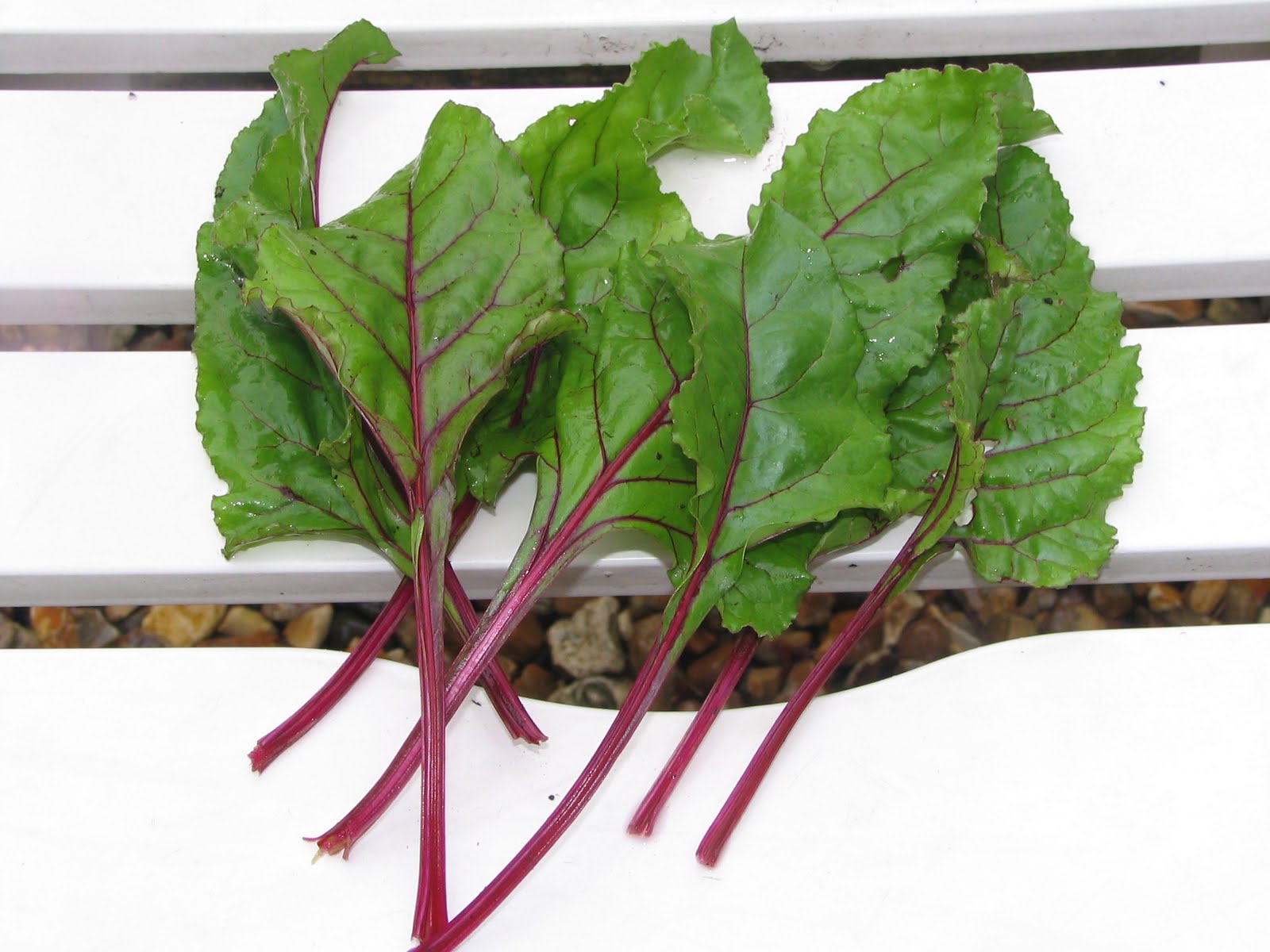 Mark s Veg Plot Roots mark-s-veg-plot-roots