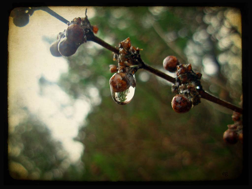 the last door down the hall: Digital Photographs- Spring Showers Bring ...