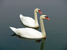 Swans