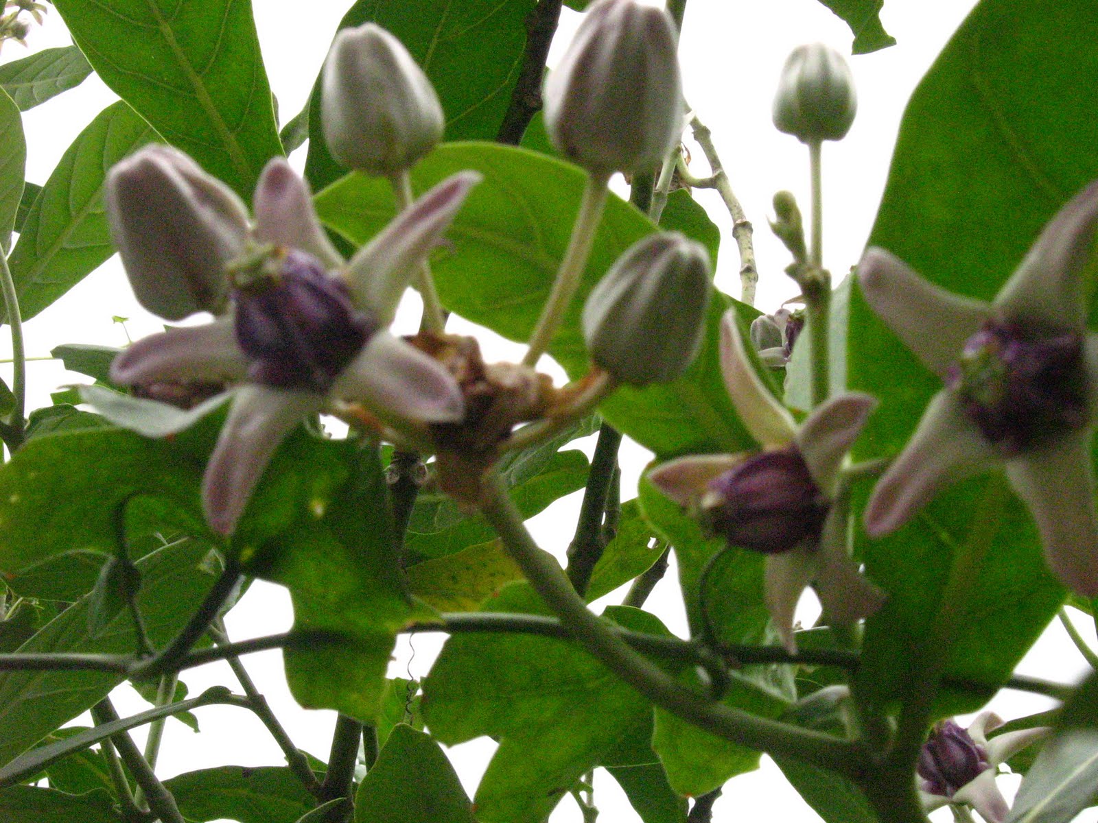 Nature shots: Erukku