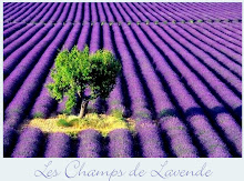 fields of lavender~2