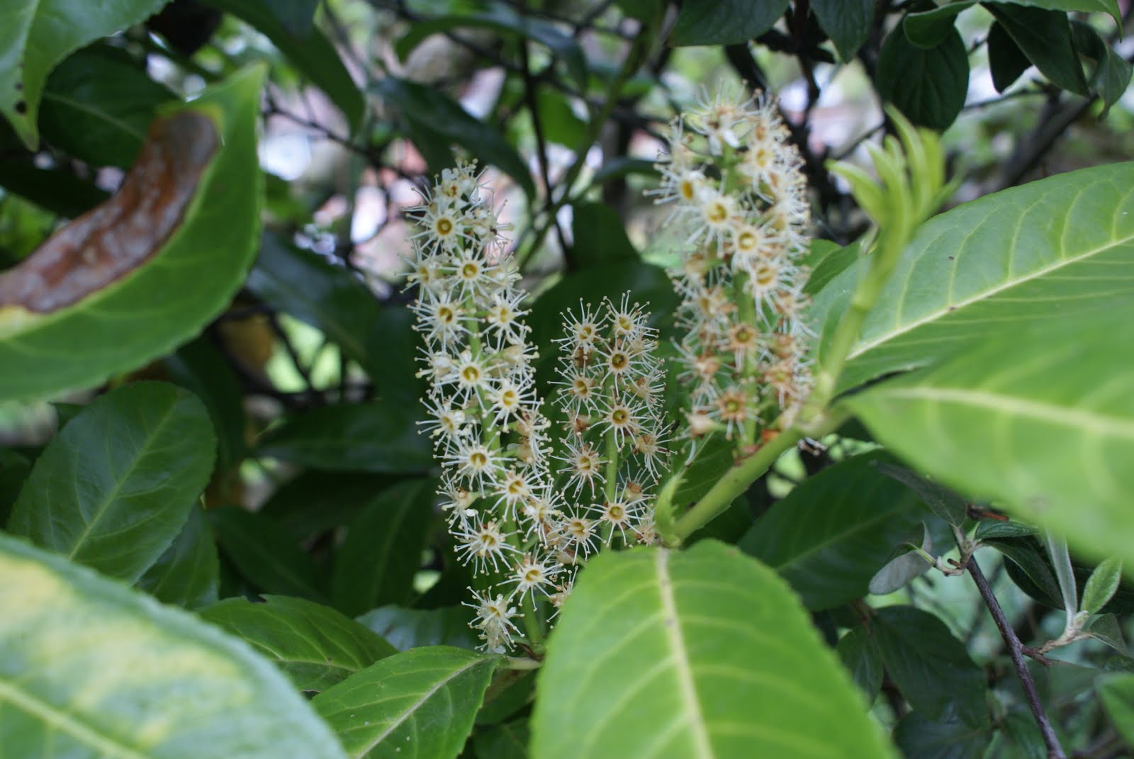 There's colour everywhere!: Laurel