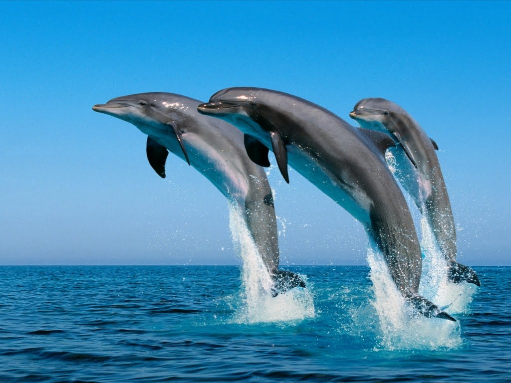 ¿Qué comen los delfines?