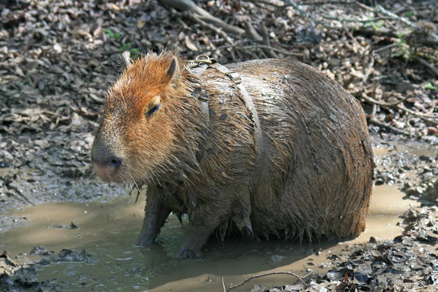 [2009_03_22_10_sCaplinMud.jpg]