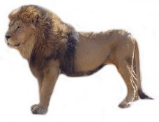 [lion.jpg]