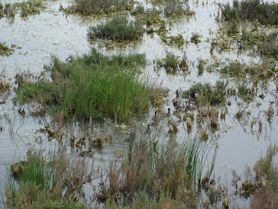 etpoursimouve: Primavera en el Parque Natural Bahía de Cádiz
