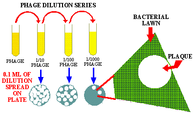 Cytopathic effect essay image