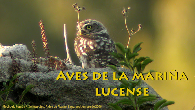 Aves de la Mariña Lucense