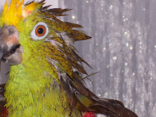 Mad as a Wet Hen