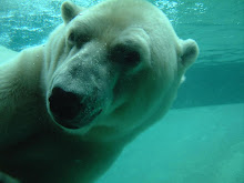 Белите мечки са сериозно застрашени