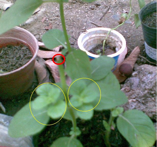 Mental Notes Does Pruning Make Bushy Mint Plants?