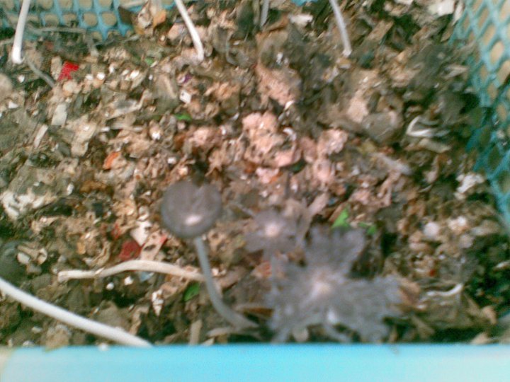 Mental Notes Worm Bin 3 Update Mushrooms in My Worm Tray 2