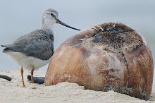 Terek Sandpiper_2011