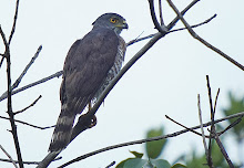 Crested Goshawk_2011