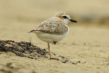 Malaysian Plover_2011