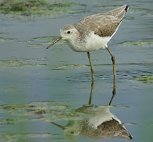 Marsh sandpiper_2011