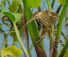 Yellow bittern_2011