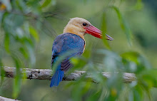 Stork-billed Kingfisher_2011