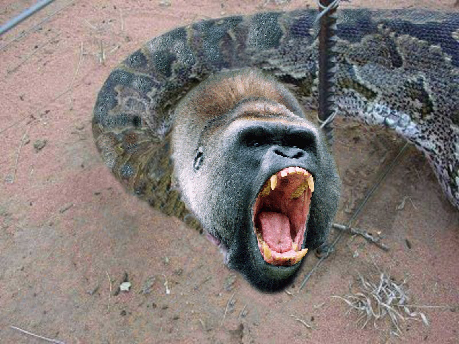 My Digital Portfolio 20102011 Biology