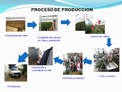 Proceso de producción